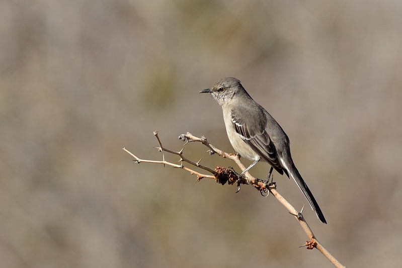 Zwarte Katvogel